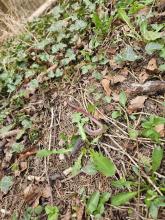 Müll sammeln im Wald 4